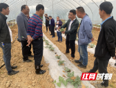 邵阳县九公桥镇：大棚设讲堂以"瓜"为媒 助力乡村振兴