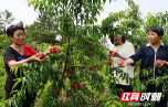 新邵：果树飘香扑鼻来 令人“桃”醉在其中