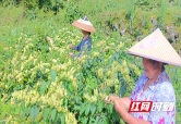 绥宁县：百亩金银花盛开 开启乡村振兴致富路