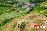 城步长安营镇:治理耕地抛荒 确保粮食安全
