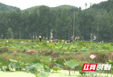 城步西岩镇：党建引领乡村振兴 特色产业“多点开花”