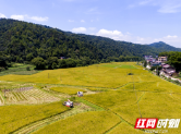 湖南邵东：26万亩早稻丰收 机械化助力农忙