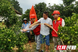 湖南邵阳供电公司：村组设点服务 20万亩脐橙迎“甘霖”