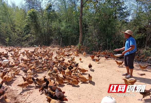 绥宁县：昔日荒岭喜变基地 集体增收村民就业