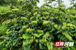 城步：“三注重三强化”发展金银花产业 助力乡村振兴