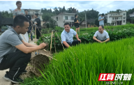 湖南农业大学调研组到大圳灌区调研灌区保粮等工作