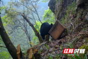 南山国家公园：“熊憨憨”偷吃蜂蜜监控拍下全过程