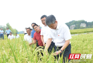 严华在绥宁县调研时强调：推动文旅产业提档升级 擦亮现代种业金字招牌