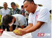 农民丰收节丨隆回县羊古坳镇雷峰村超级稻亩产再创新高 平均亩产1138公斤