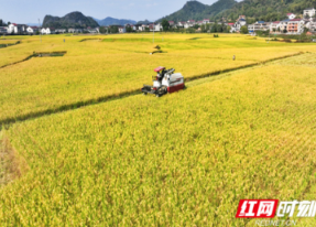 新邵：晚稻飘香收割忙，田间奏响“丰收曲”