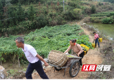 新邵：小小罗汉果，种出乡村振兴好“钱”景