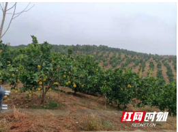 邵阳县蔡桥乡：“党建＋”模式引领乡村振兴