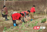 新邵：百亩油菜移栽忙 稻油轮作促增收