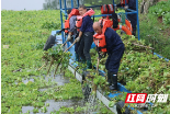 邵阳县：“围剿”水葫芦 确保河畅水清