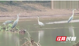 邵阳绥宁：花园阁国家湿地公园首现苍鹭