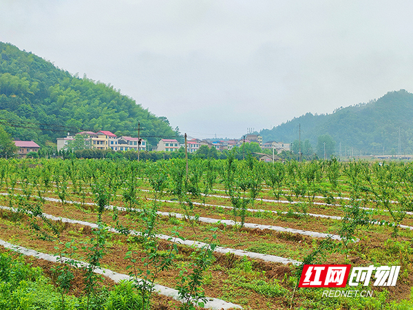 卉木萋萋，满园芳春。