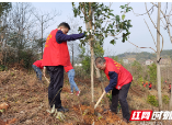 北塔税务：人勤春来早 植绿“税”当先