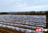 春耕生产丨邵阳县九公桥镇：不负好春光 田间耕种忙