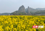 新宁县崀山镇：油菜花开春意浓