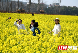 新邵：油菜花正艳 踏春正当时