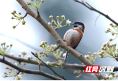 中国最小的两种鸟同在崀山被发现