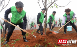 严华等市领导参加义务植树活动