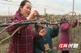 春耕生产丨邵阳绥宁：红提园里管护忙 抢抓农时盼丰收