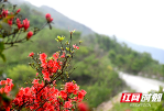 新邵：百里龙山杜鹃红遍 宝藏胜景“火热”迎宾