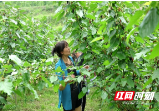 城步：“荒地”变四季果园 激发乡村活力之源