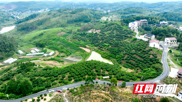 夏日时节，北塔区陈家桥镇李子塘村的杨梅基地迎来了采摘期，大片游客纷至沓来。