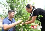 新邵：瓜果飘香产业旺 乡村振兴展画卷