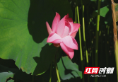 城步：700亩荷花进入盛开期