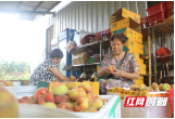城步：“百果园”里桃飘香 致富路上谱新篇