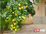 新邵：红枣满枝“丰”景美