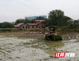 大祥区：双抢正当时，早稻收割晚稻种植同步推进