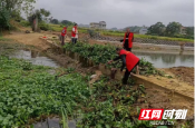 邵东市周官桥乡：专项清理水葫芦 改善河道生态环境