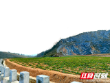 新邵：“两非”整改出实效 万亩农田“再就业”