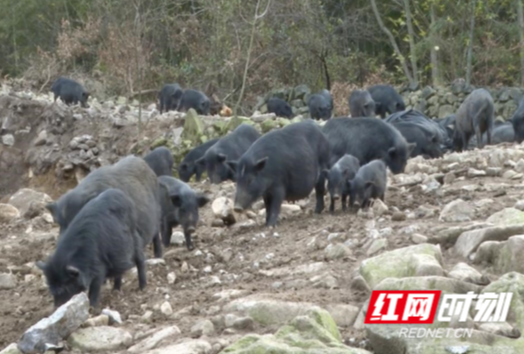 城步：喝山泉 吃山珍 深山放养的藏香猪变“金钱猪”