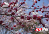 绥宁：傲雪寒梅俏枝头 赏花留影醉游人