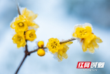 冬日邵阳 | 雪中的腊梅