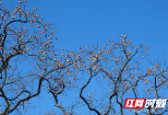 北塔区李子塘村：柿子红了 乡村美了