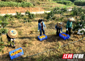 邵阳北塔：秋风送爽果飘香 果园处处丰收景