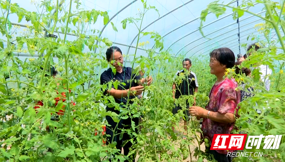 大祥区城南街道：党建赋能庭院经济 释放乡村振兴新活力