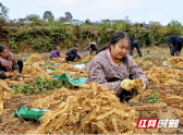 新邵：2万亩玉竹丰收 成村民致富“良方”