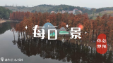 印象邵阳丨每日一景：邵阳县水杉林