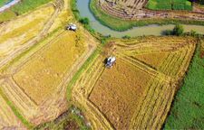 印象邵阳丨每日一景：双清区高崇山镇晚稻