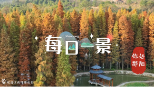 印象邵阳丨每日一景：双清区荷叶塘水杉林