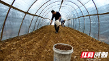 北塔区白田社区：冬种羊肚菌 孕育新"钱"景