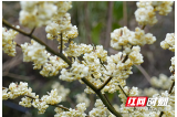 绥宁：山胡椒花开满山遍野金灿灿