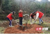 新邵：500余名党员干部义务植树添新绿